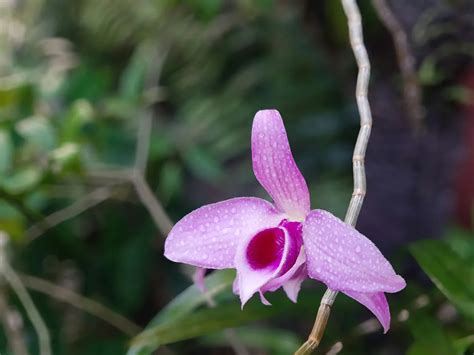 蘭花顏色風水|【蘭花 風水】蘭花招財增壽，避開5大風水禁忌，打造財運亨通的。